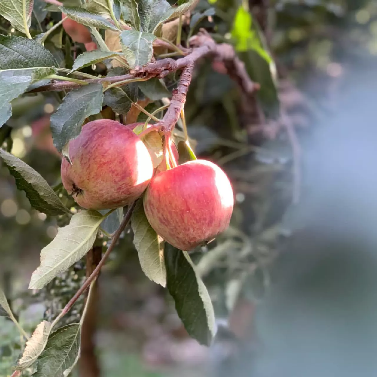 Kinnaur apple farms