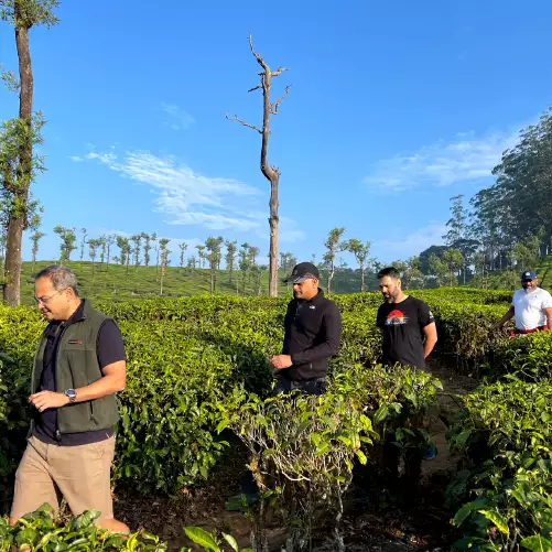 South India Tea Plantation